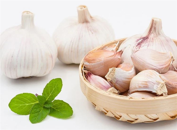 Fresh white garlic in brine in plastic drums Fresh white garlic in brine in plastic drums