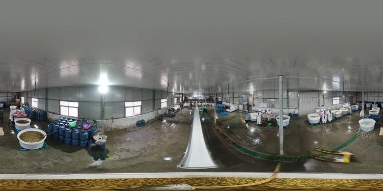 Mushroom in brine in drums factory
