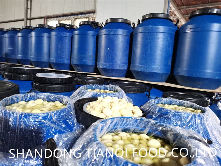 Factory drum packing champignon mushroom in brine Factory drum packing champignon mushroom in brine