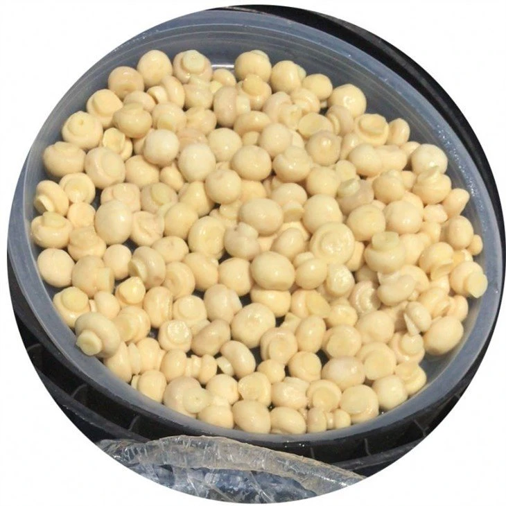 Best white champignon mushroom in vinegar in drums